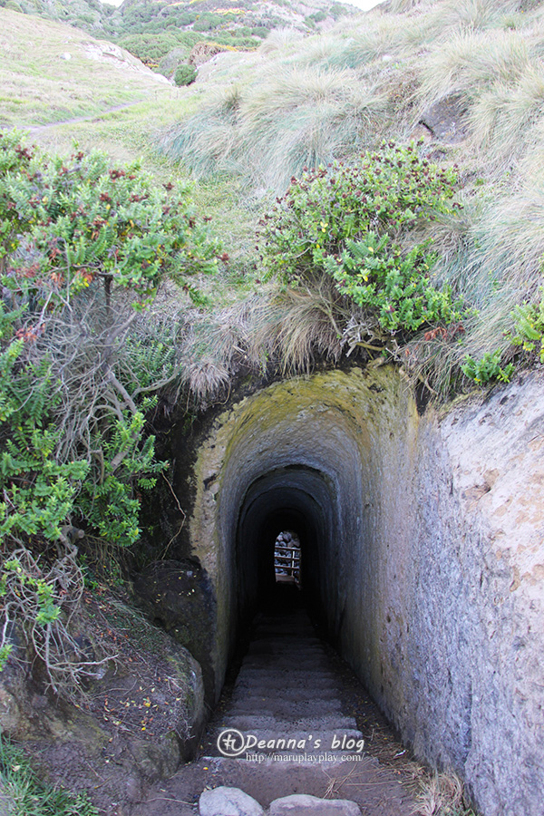 紐西蘭 tunnel beach