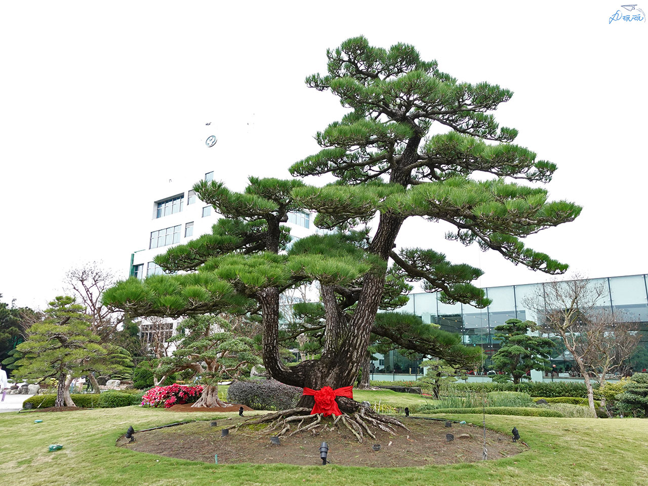 成美文化園黑松