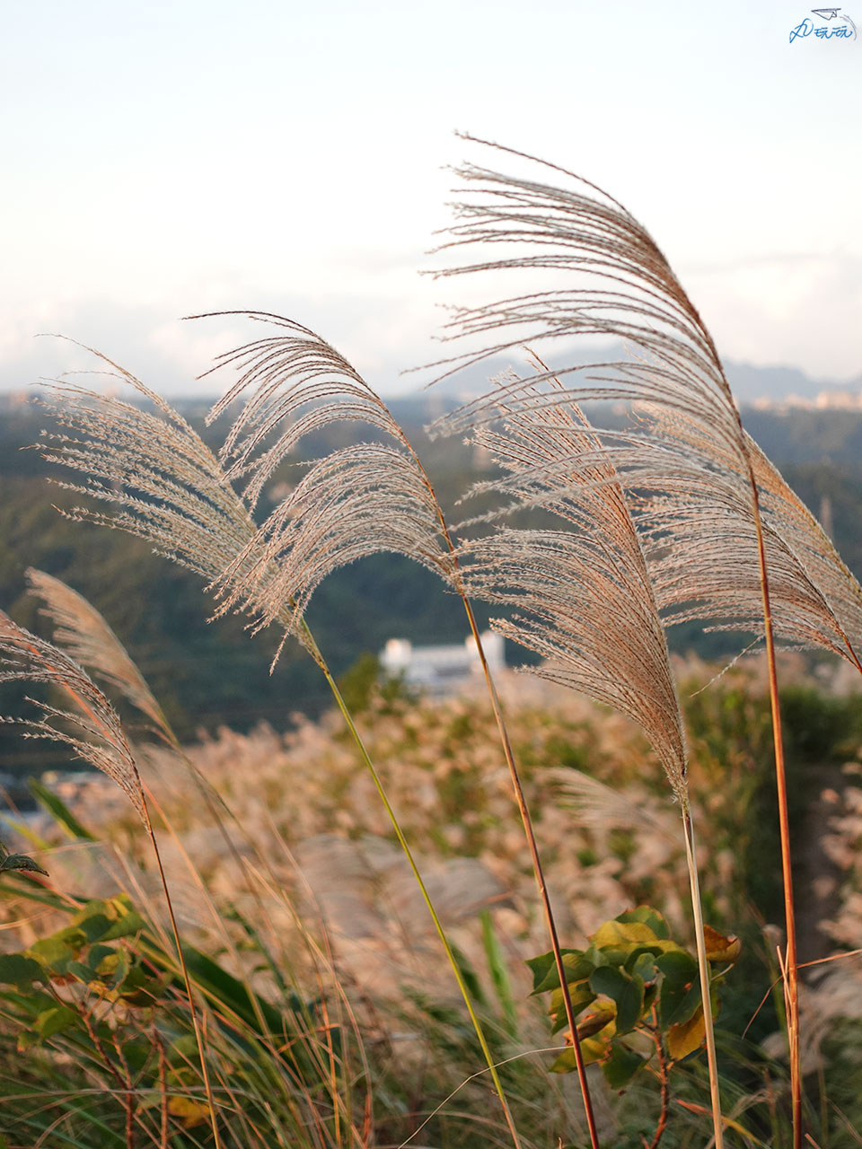 三角埔頂山芒草