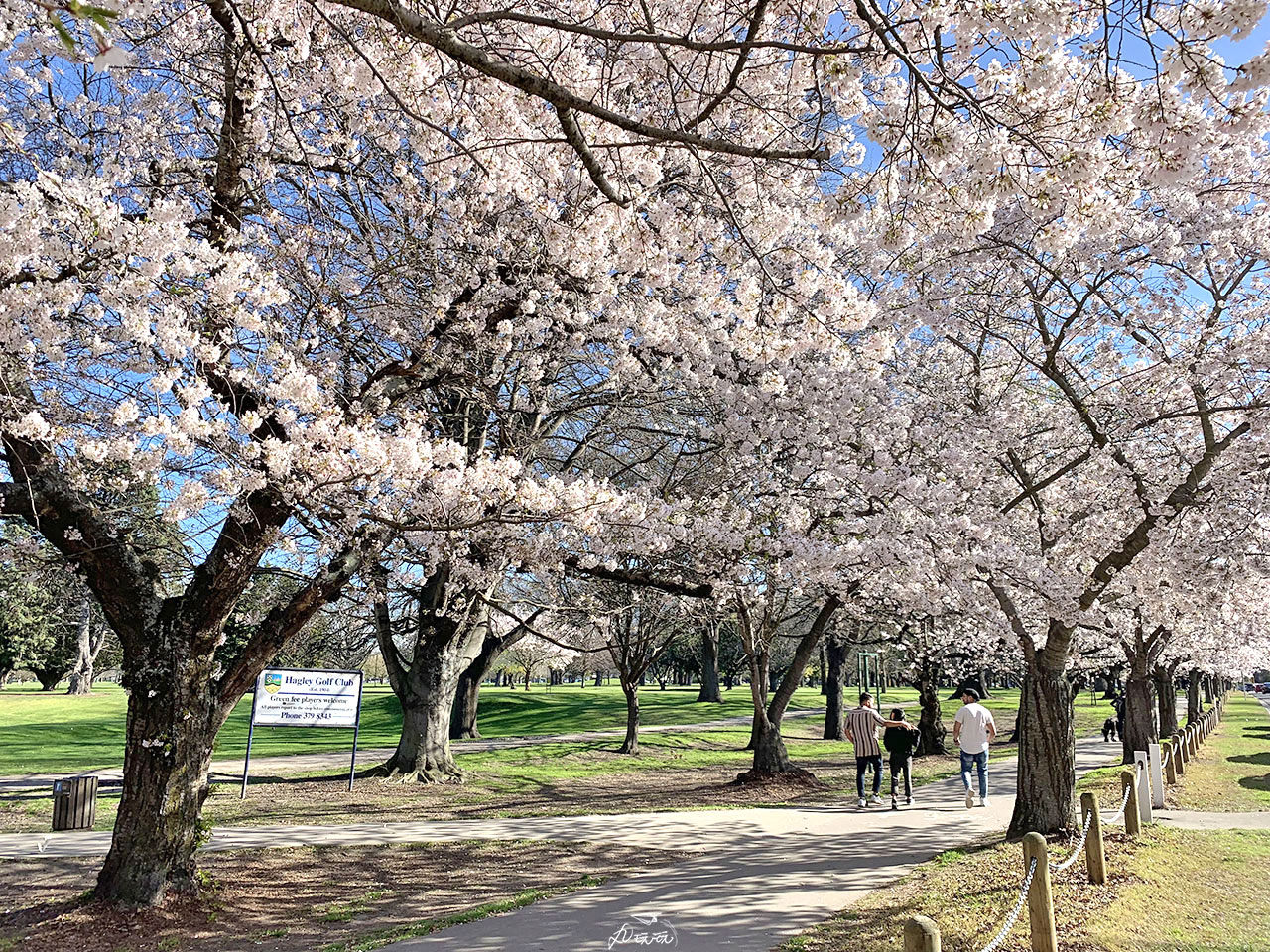 基督城櫻花