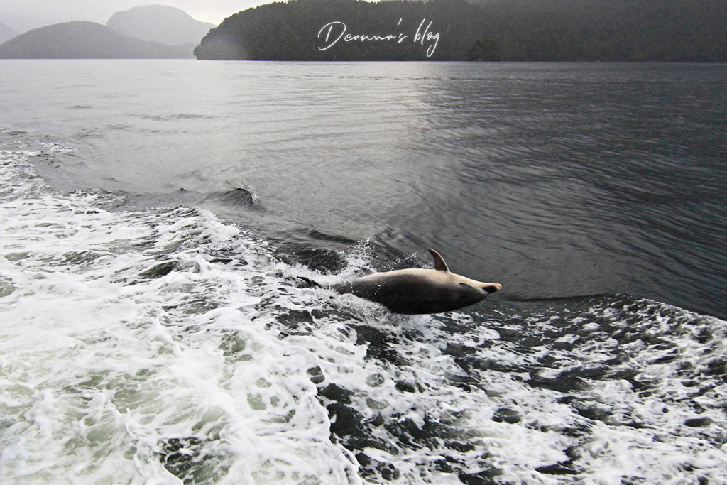 神奇峽灣海豚