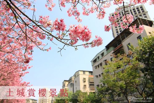 土城賞櫻