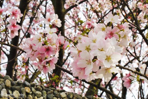 陽明山平等里櫻花