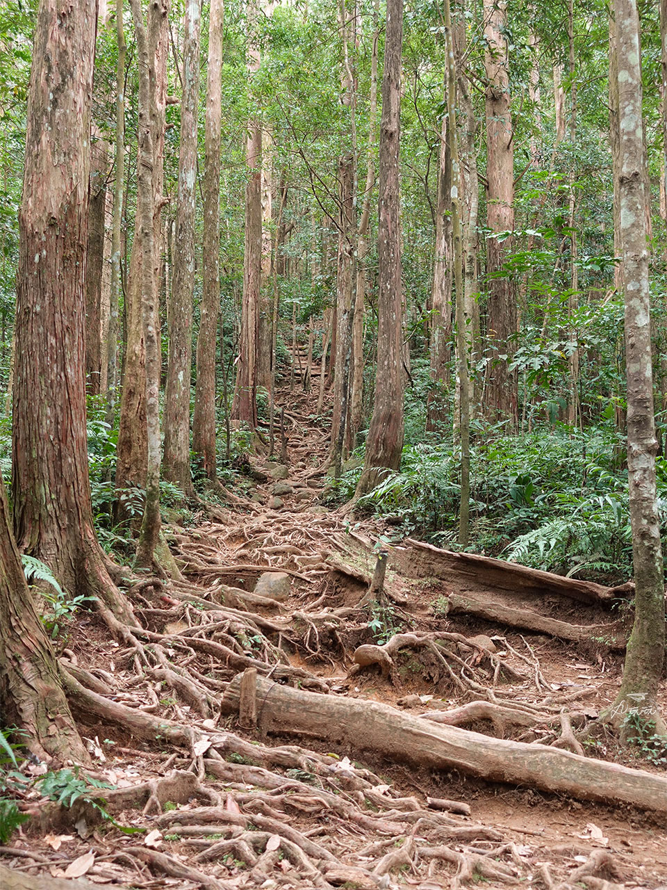 北得拉曼巨木步道路況