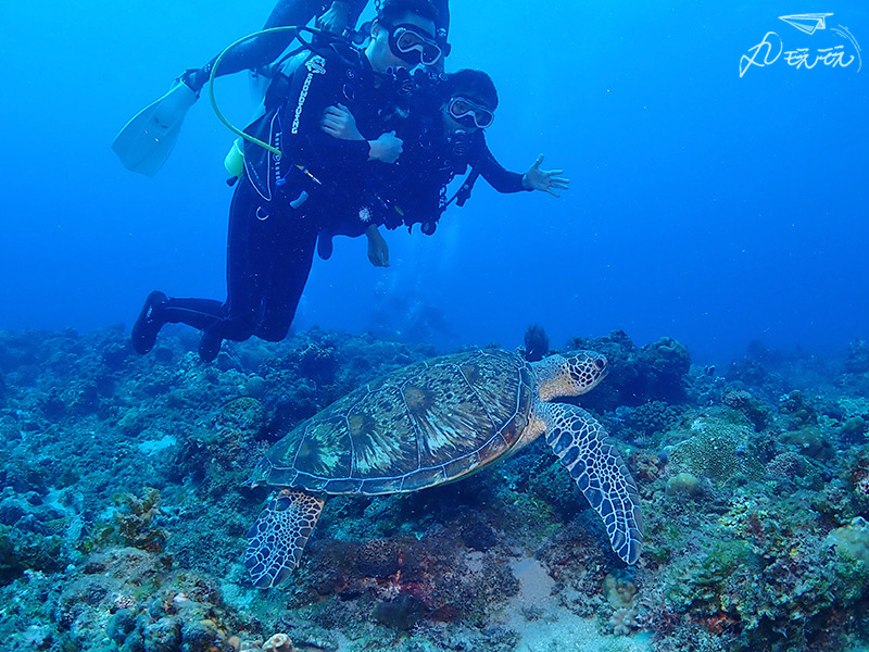 小琉球潛水海龜