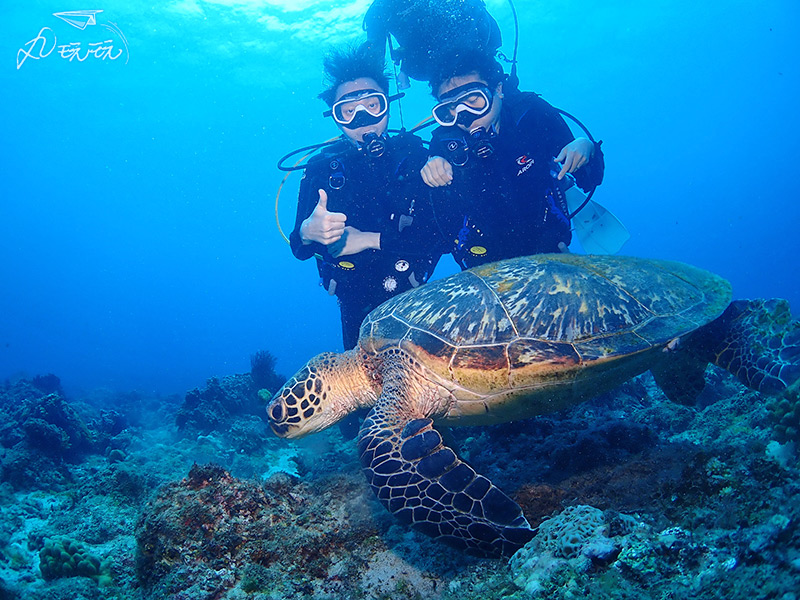 小琉球潛水海龜