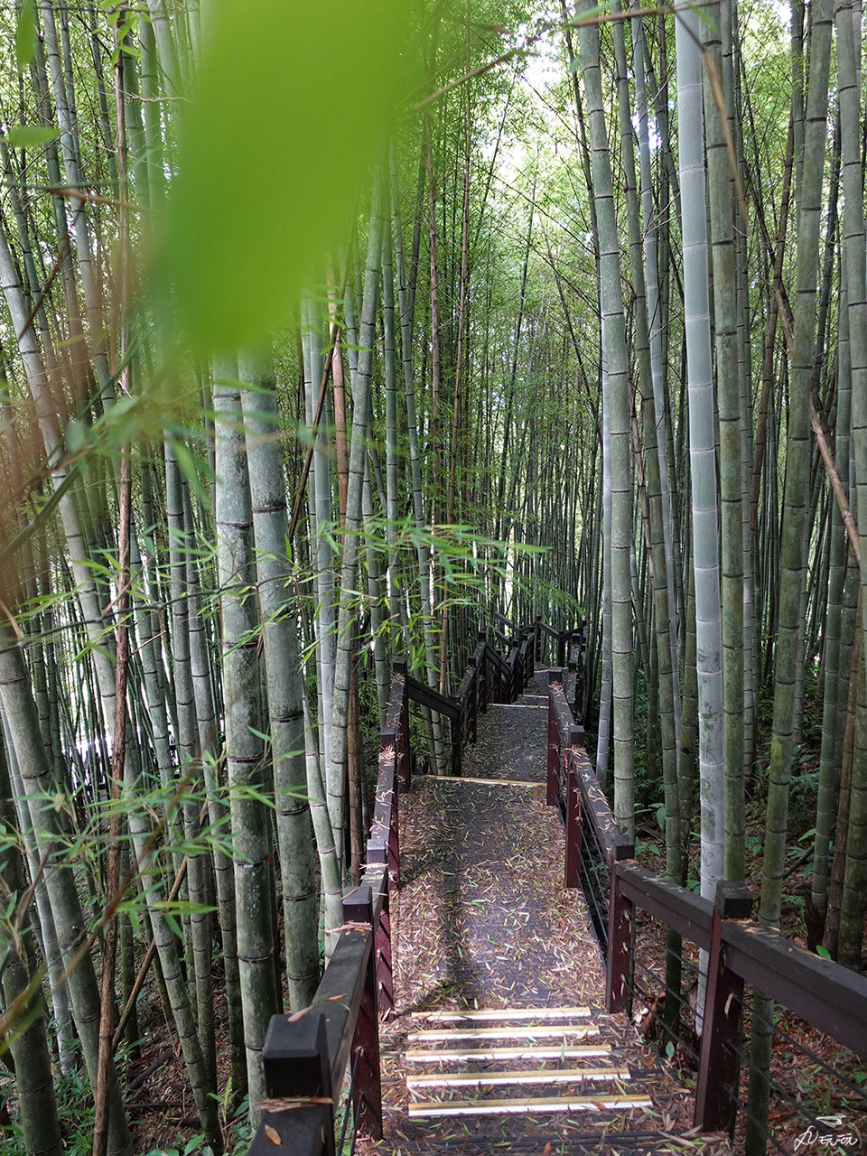 阿里山石棹步道